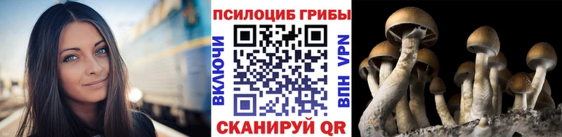 Купить закладки  Городец  Галлюциногенные грибы Psilocybine cubensis 